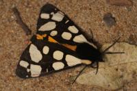Arctia villica