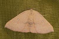 Cyclophora puppillaria