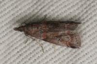 Acrobasis obliqua