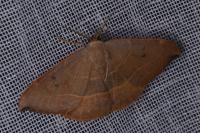 Watsonalla uncinula
