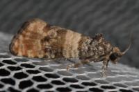 Piniphila bifasciana