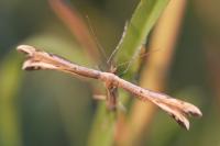 Oxyptilus