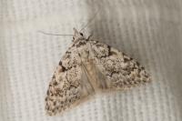 Nola cicatricalis
