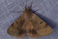 Minucia lunaris