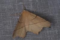 Gerinia honoraria