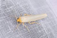 Eilema caniola