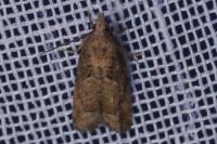Acroclita subsequana