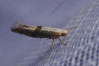 Argyresthia spinosella