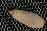 Wittia sororcula