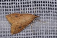 Udea ferrugalis