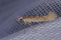 Plutella xylostella