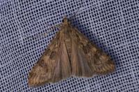 Nomophila noctuella