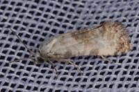 Cochylis posterana