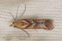 Ancylosis cinnamomella