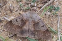 Minucia lunaris
