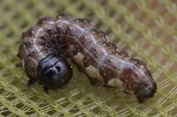 Dryobota labecula
