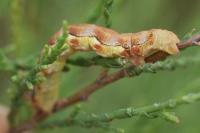 Erannis defoliaria
