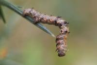 Phigalia pilosaria