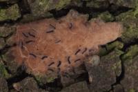 Lymantria dispar