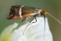 Adela australis