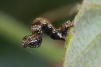Ectropis crepuscularia