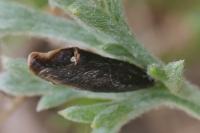 Coleophora vibicigerella