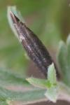 Coleophora vibicigerella