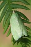 Tortrix viridana