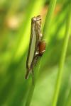 Crambus pascuella