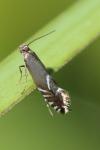 Glyphipterix simpliciella