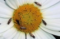 Glyphipterix simpliciella