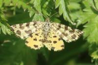 Pseudopanthera macularia