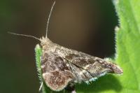 Anthophila fabriciana