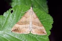 Hypena proboscidalis