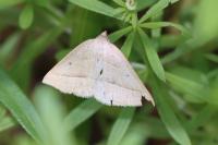 Petrophora chlorosata