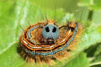 Malacosoma neustria