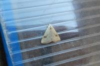 Rivula sericealis