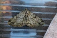 Peribatodes rhomboidaria