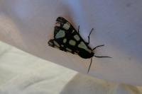 Arctia villica
