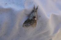 Calliteara pudibunda