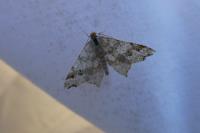 Macaria alternata