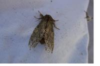 Peridea anceps