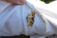 Plagodis dolabraria