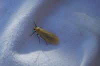 Wittia sororcula