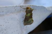 Diachrysia chrysitis