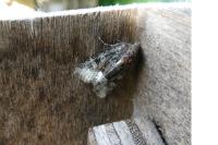 Oligia strigilis
