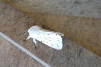 Spilosoma lubricipeda