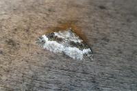 Epirrhoe alternata