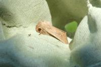 Mythimna albipuncta