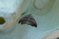 Laspeyria flexula